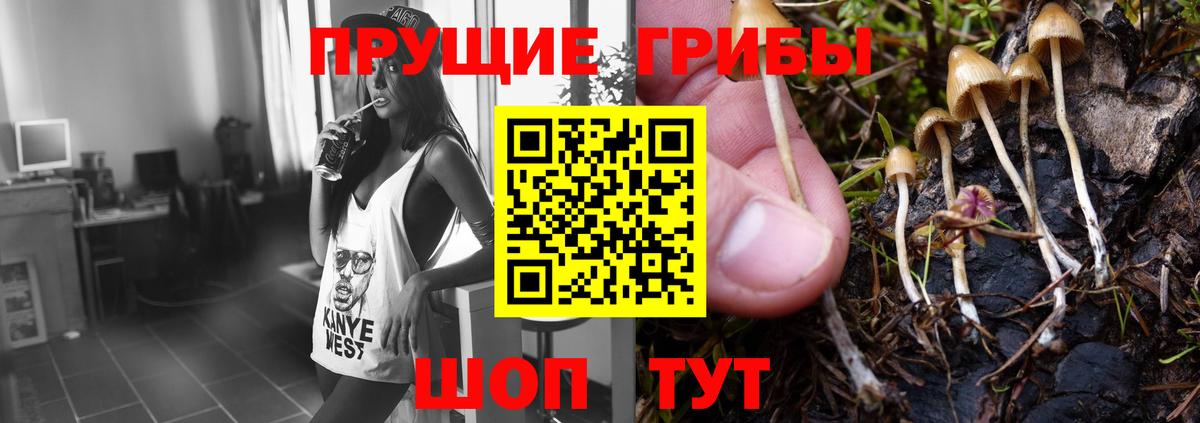 Псилоцибиновые грибы GOLDEN TEACHER Осинники